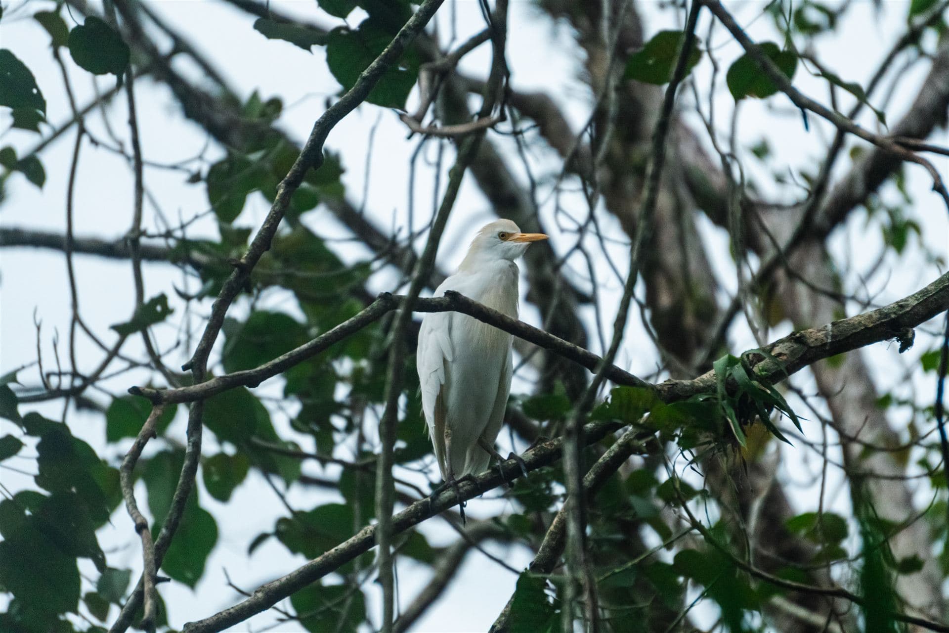 Avistamiento de aves